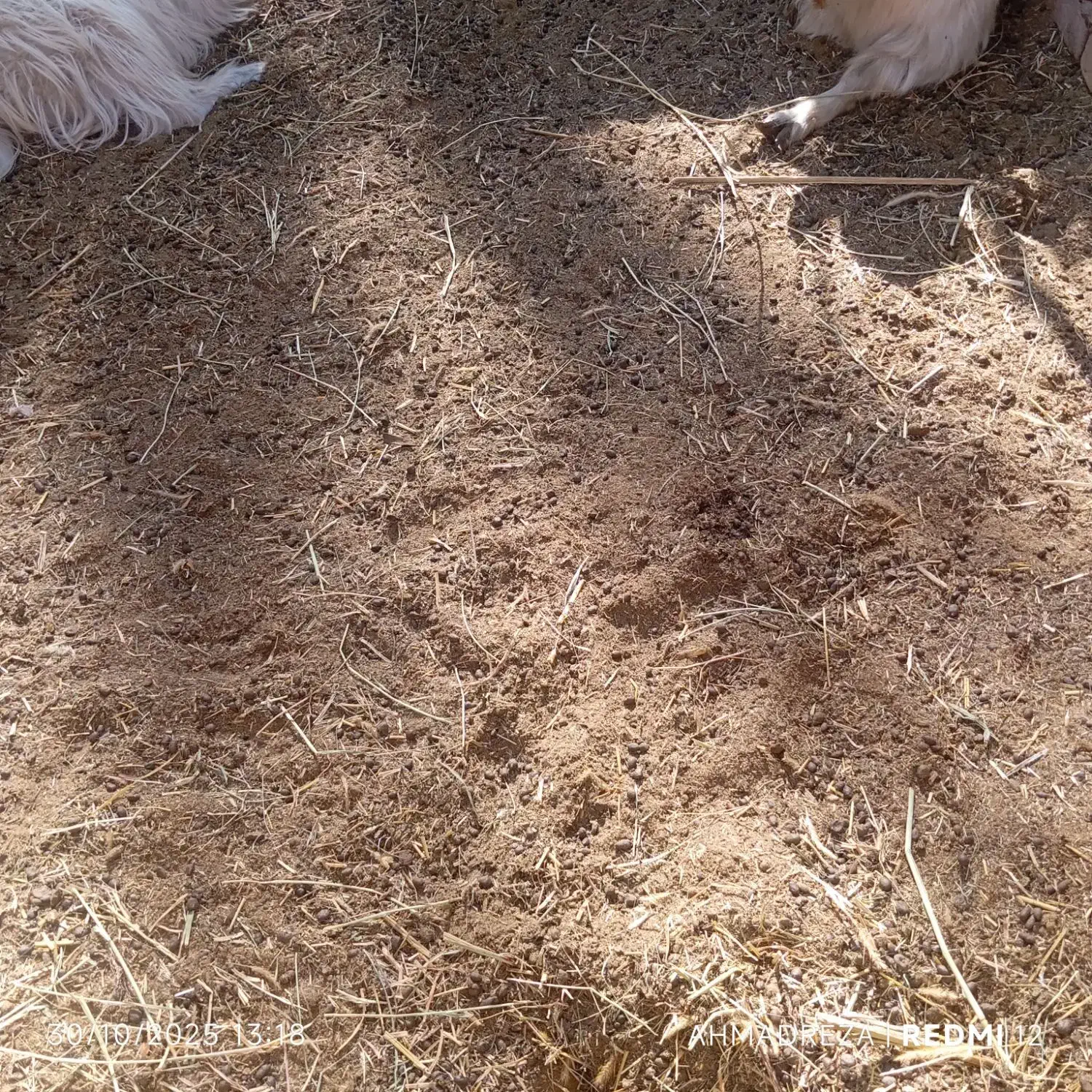 کود گوسفند کود حیوانی|خدمات باغبانی و درختکاری|بم, |دیوار