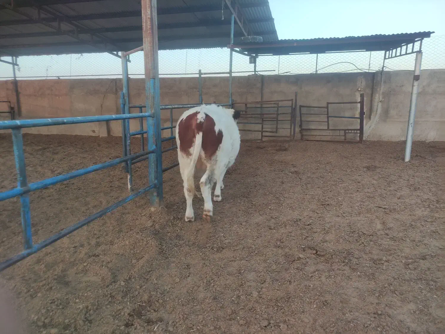 فروش دوراس تلیسه سمیینتال اصل|حیوانات مزرعه|نیشابور, ریوند|دیوار