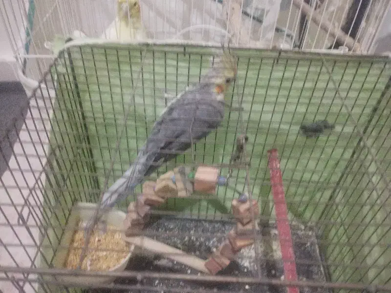 عروس هلندی|پرنده|محمدیه-قزوین, |دیوار