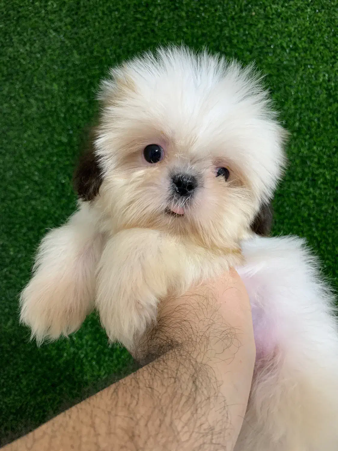 سگ های آپارتمانی|سگ|رشت, لاکانی|دیوار