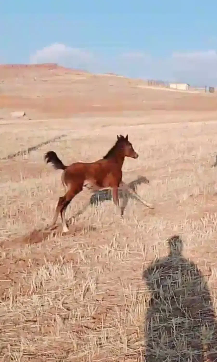 کره مادیان نشان دار|حیوانات مزرعه|تخت سلیمان, |دیوار