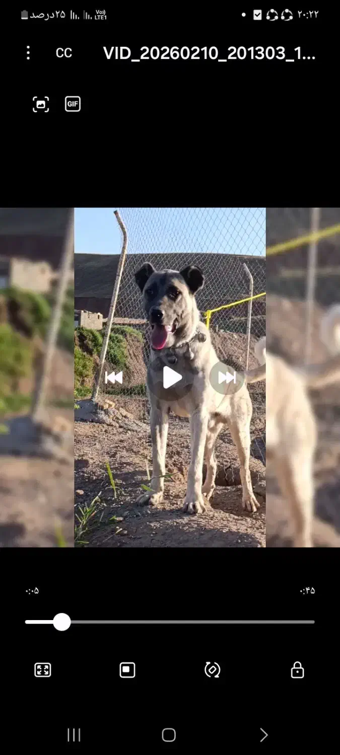 سگ گمشده|حیوانات|قیدار, |دیوار