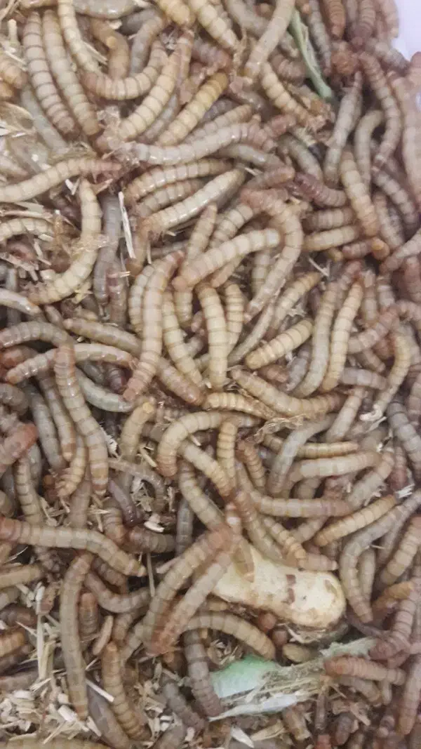 کرم میلورم زنده|خزنده|بروجرد, |دیوار