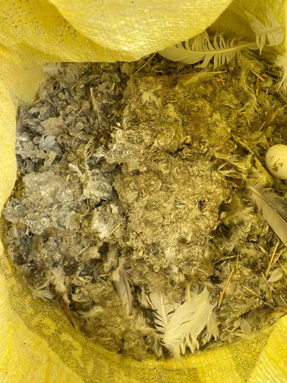 کود کبوتر ارگانیک|گل و گیاه طبیعی|بروجرد, |دیوار