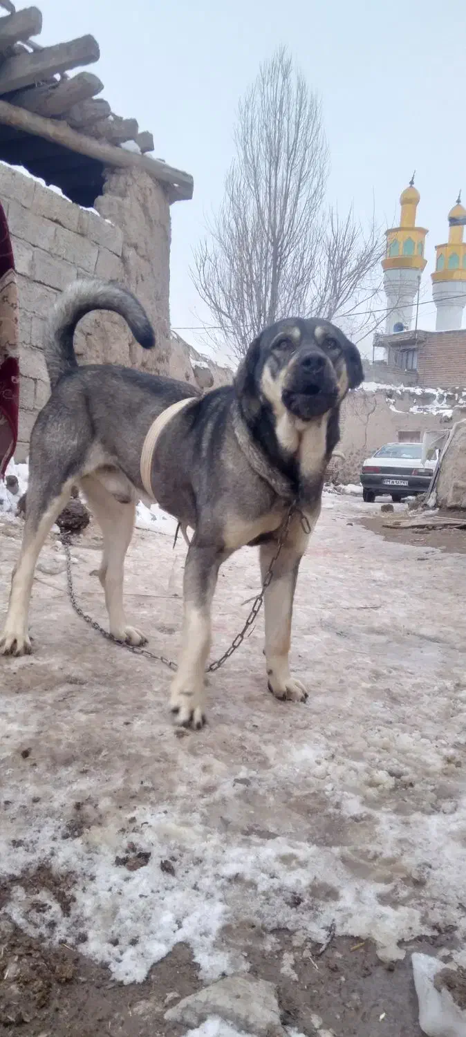 سگ عراقی نژاد دار|سگ|اردبیل, |دیوار