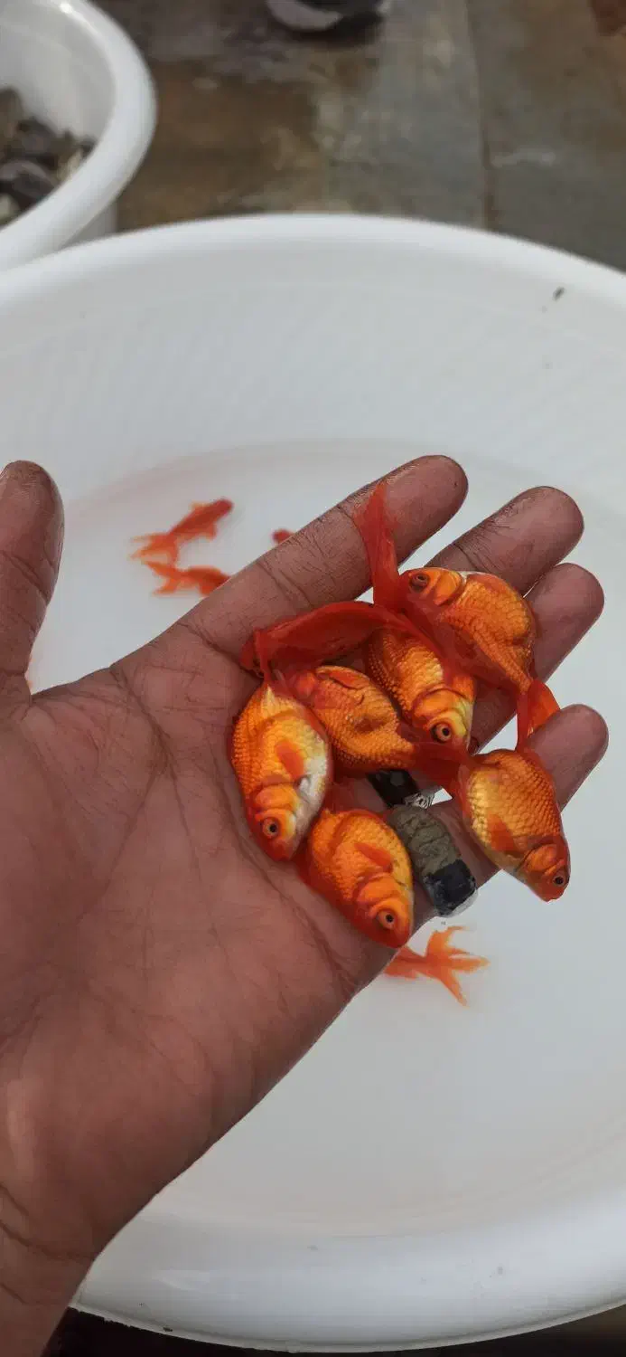 ماهی قرمز|ماهی|برخوار, |دیوار