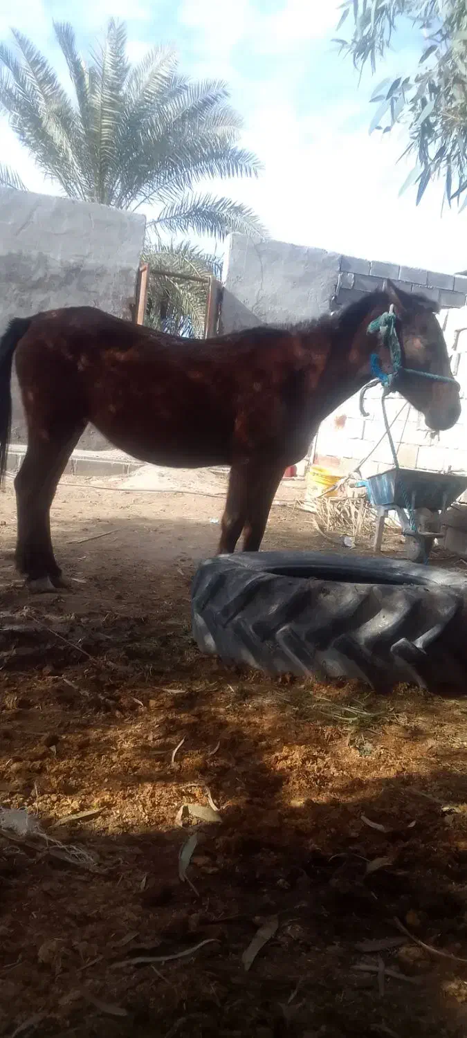 فروشی|اسب و تجهیزات اسبسواری|بهبهان, |دیوار