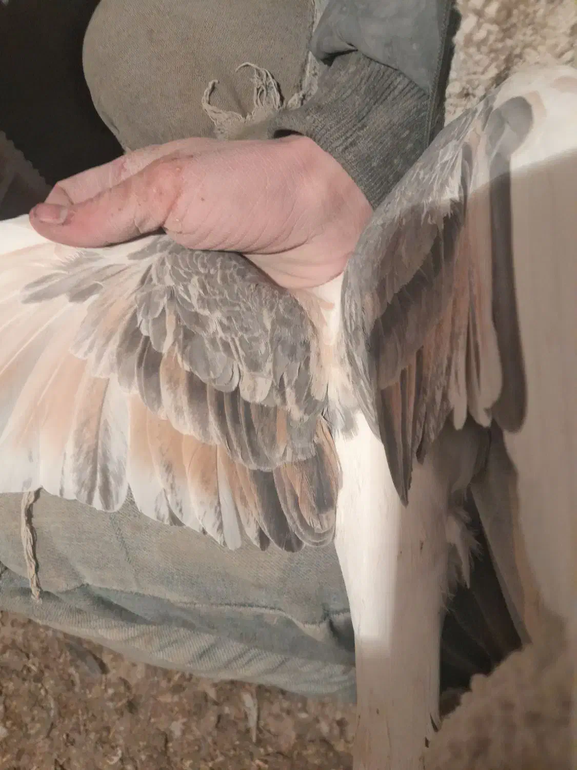 پشتی|پرنده|سبزوار, سجاد|دیوار