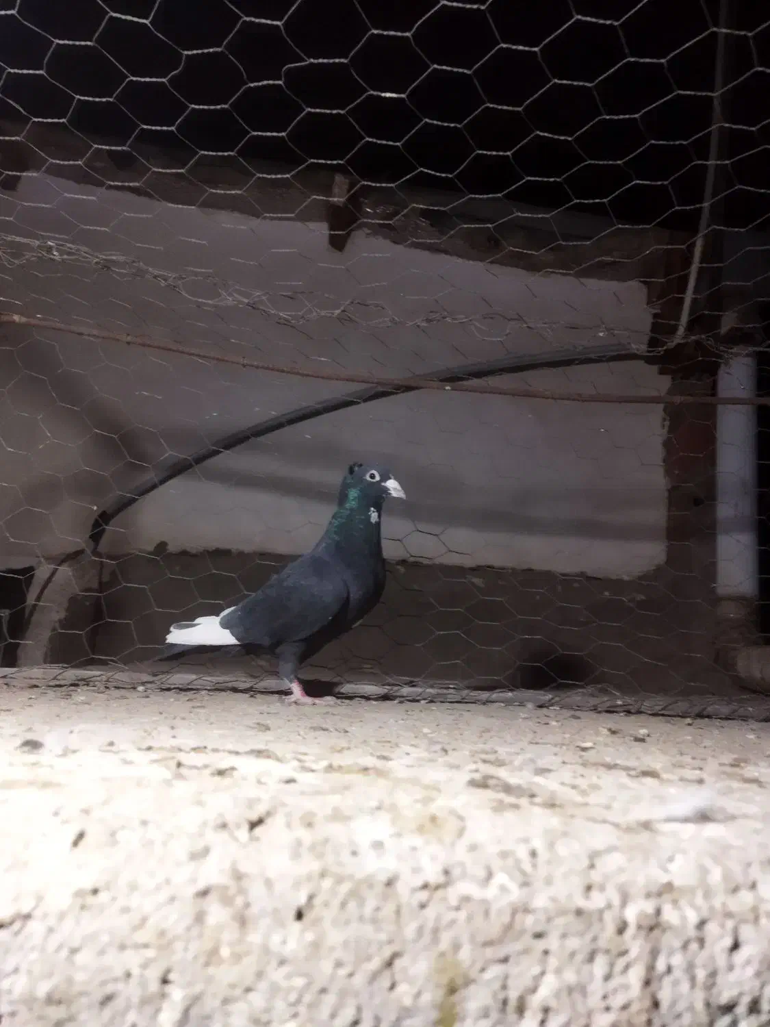 نر پلنگ|پرنده|کرمان, |دیوار