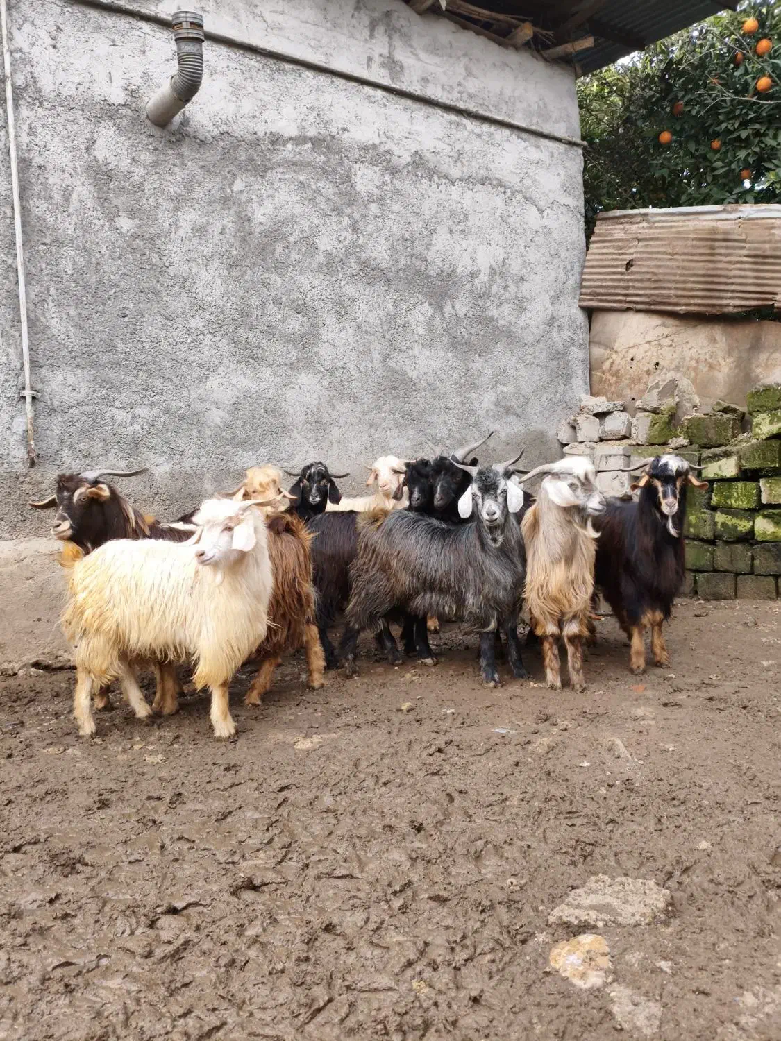 بره بزغاله گوسفند بز12عدد|حیوانات مزرعه|قائم‌شهر, |دیوار