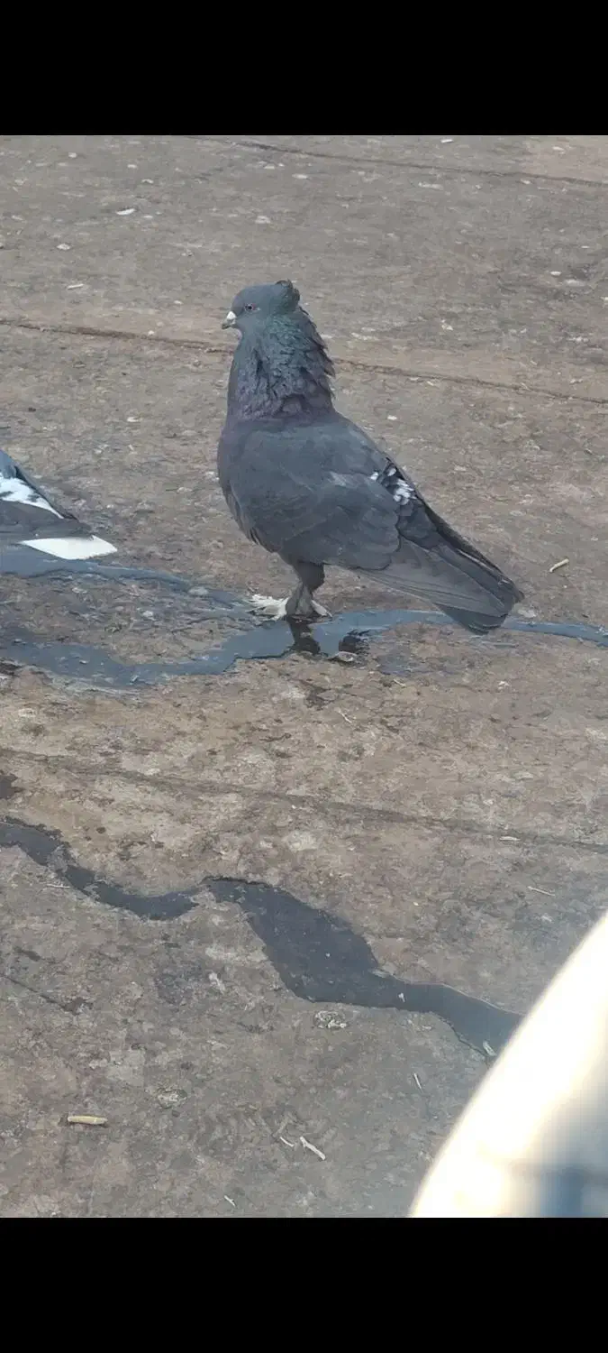 چند تا حیون بیجا و گرفتنی|پرنده|سبزوار, شهرک ابوذر|دیوار