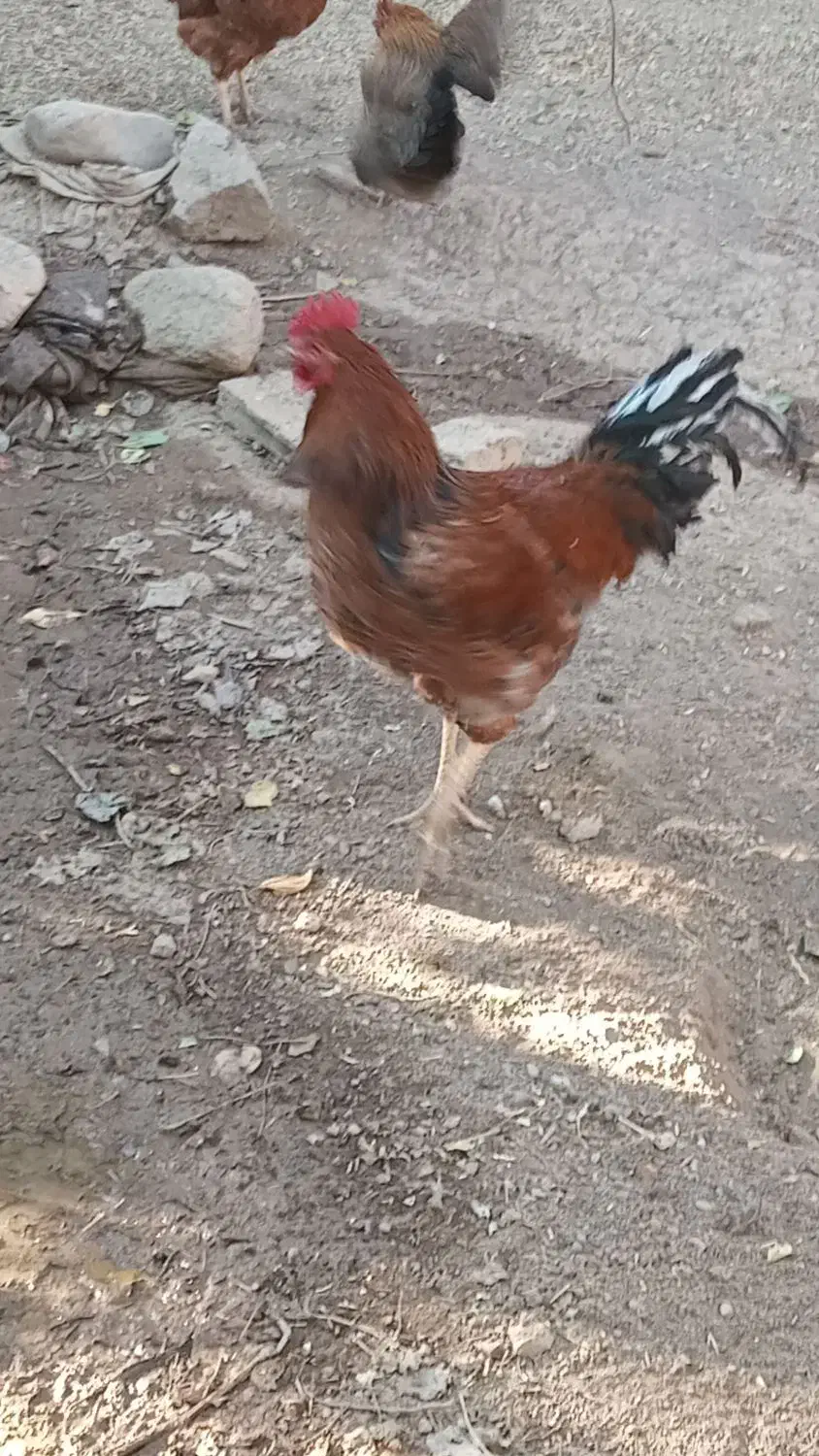 خروس جوان|حیوانات مزرعه|ضیاء آباد, |دیوار