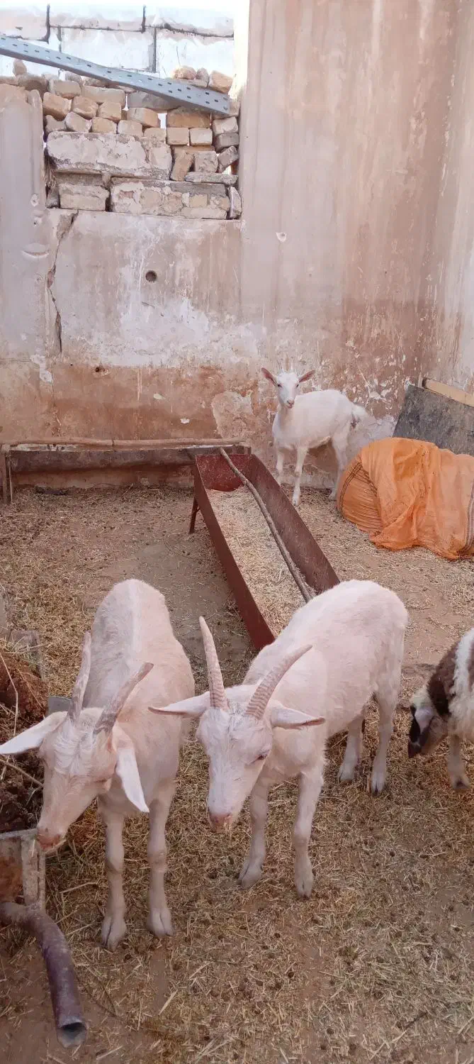 بز جنس سانن و زیبا|حیوانات مزرعه|سرپل ذهاب, |دیوار