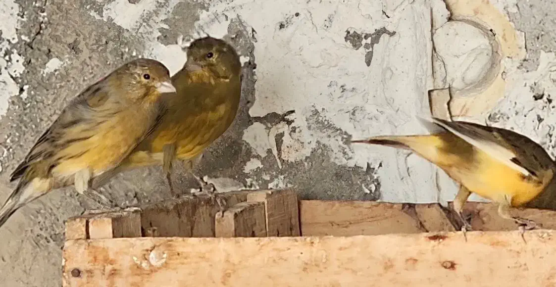 قناری نر|پرنده|بستک, |دیوار