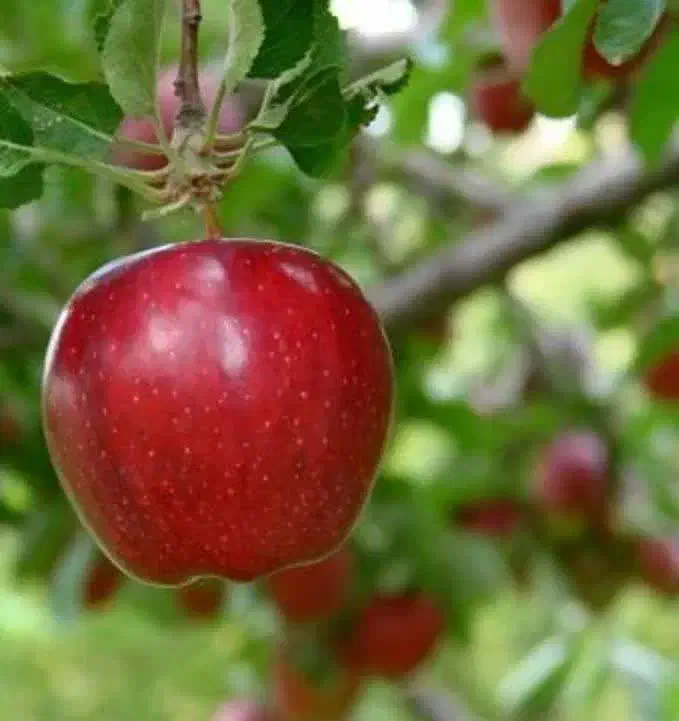 ارائه و تولید نهال سیب قرمز مراغه|خدمات باغبانی و درختکاری|خلخال, |دیوار