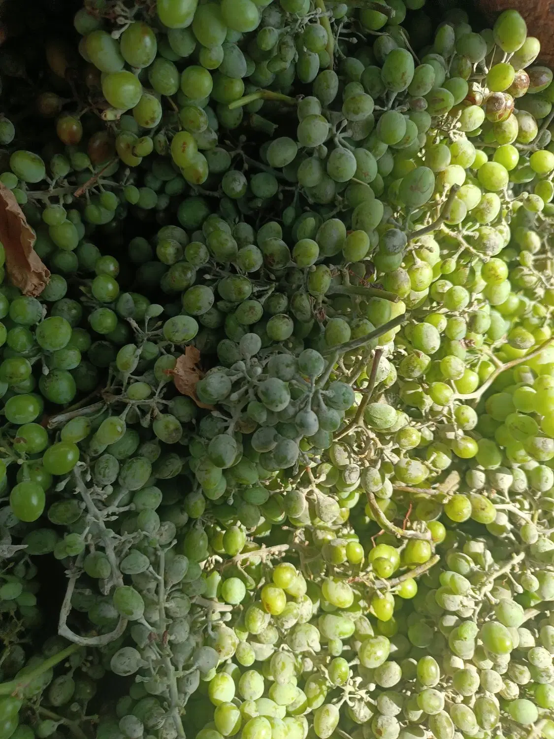 غوره|خوردنی و آشامیدنی|زنجان, |دیوار