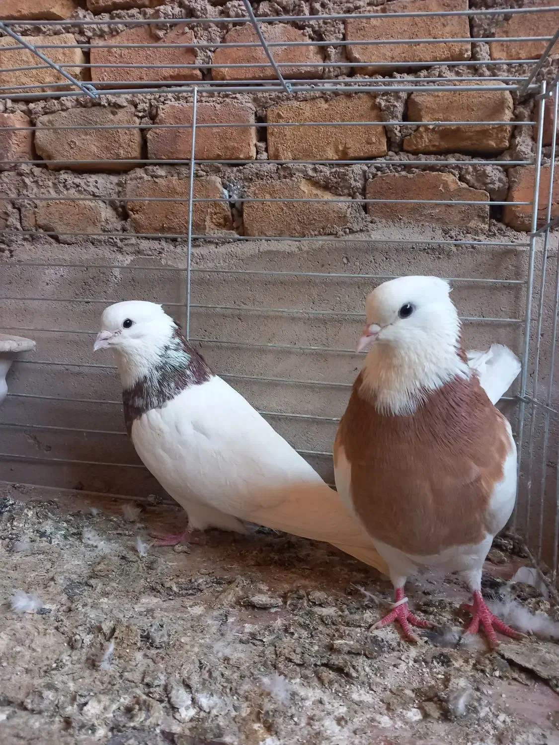 طوقی|پرنده|اشکذر, |دیوار