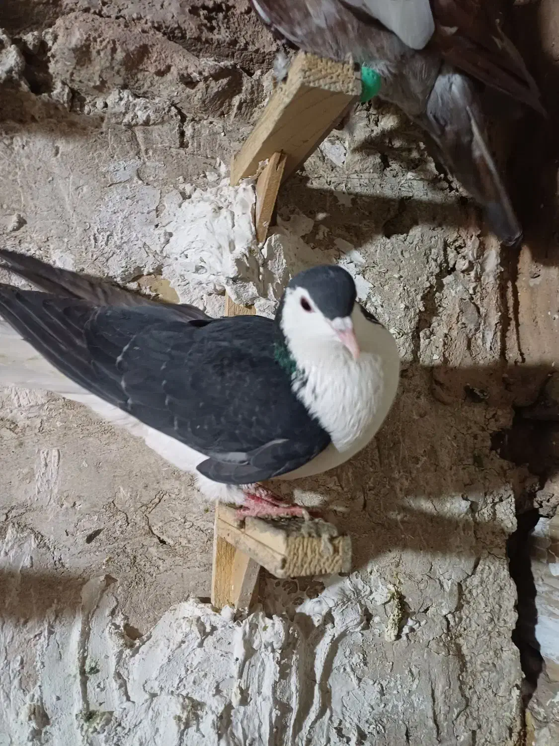 کبوتر|پرنده|مشهد, کلاته برفی|دیوار