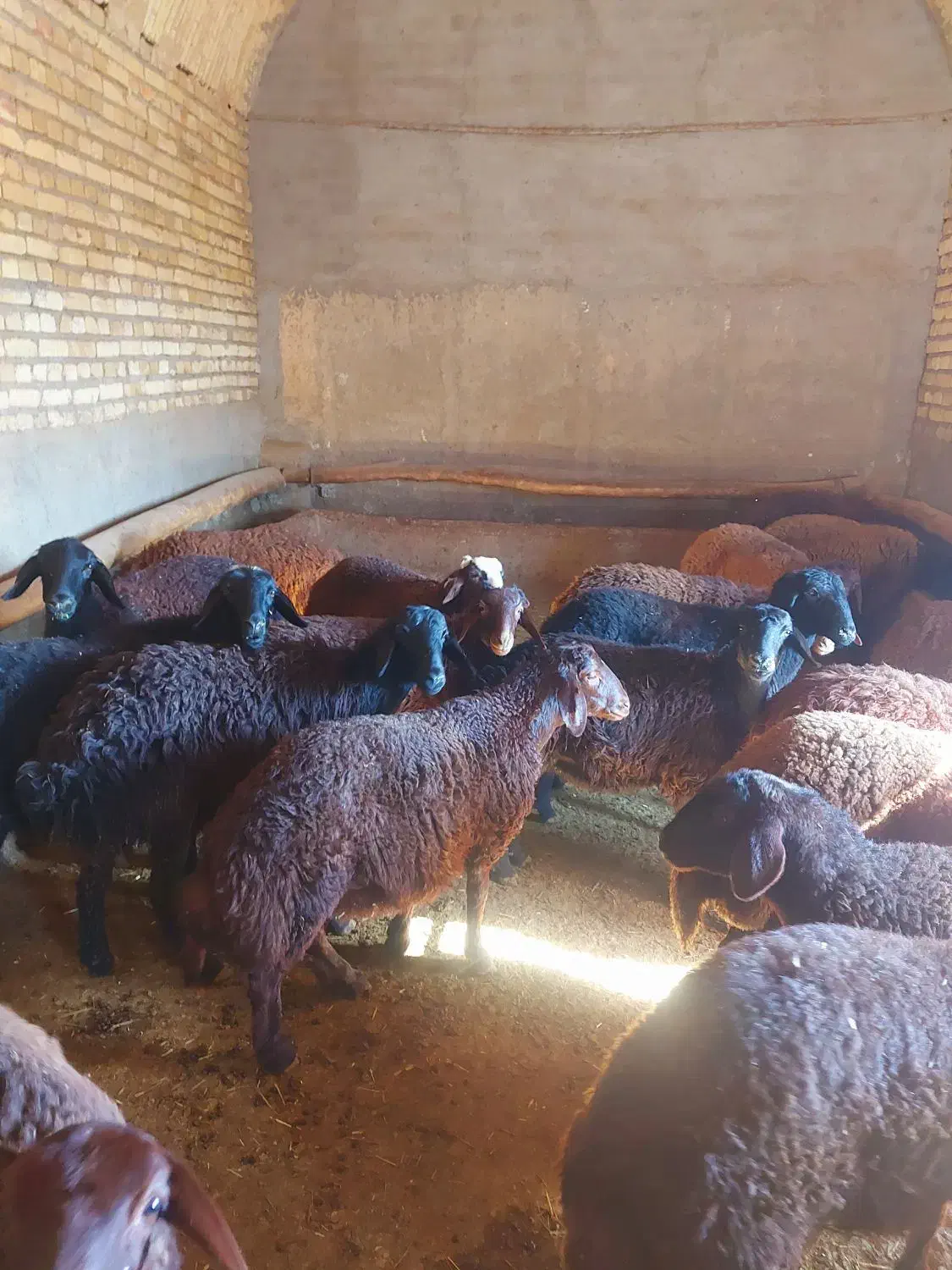 بره ماده|حیوانات مزرعه|سردرود, |دیوار