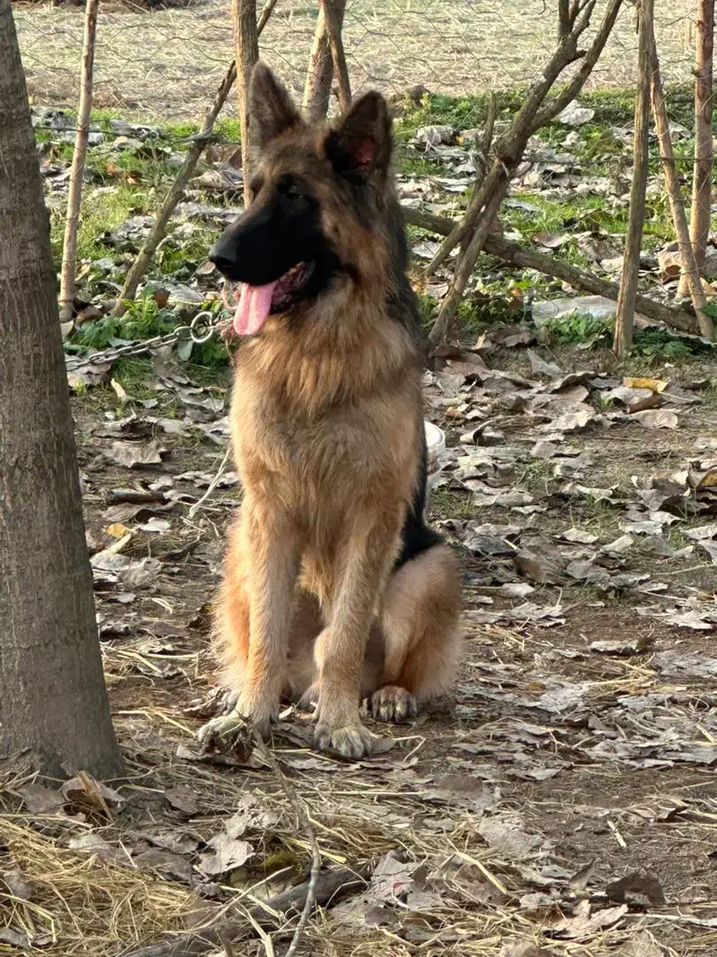 دو قلاده ژرمن شپرد برای فروش با قیمت منصفانه|سگ|رشت, حومه رشت|دیوار