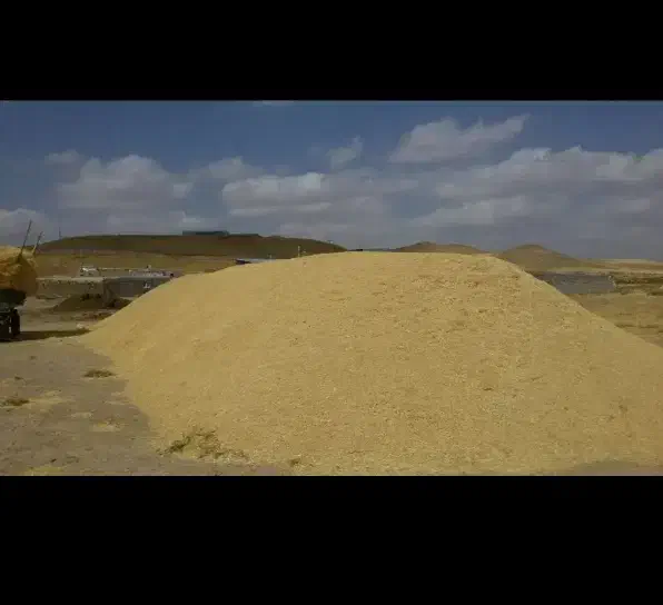 فروش کاه گندم|عمده‌فروشی|بیجار, |دیوار