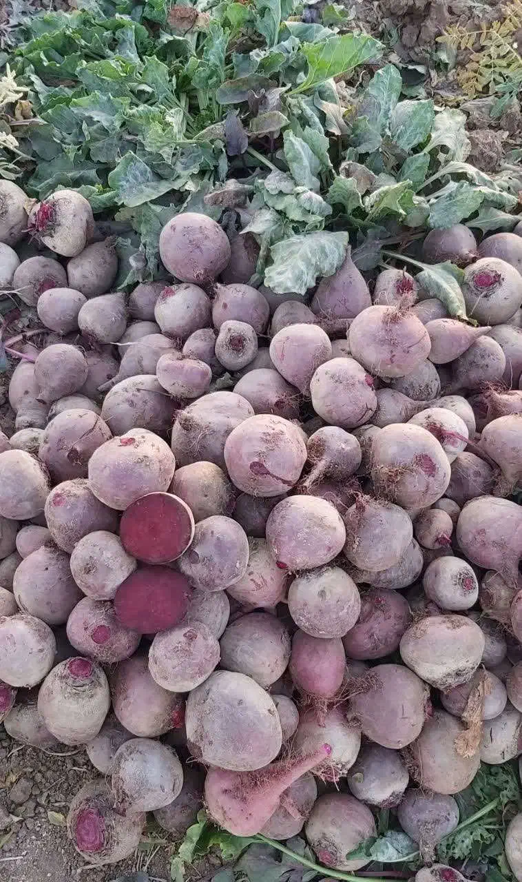 فروش لبوی قرمز|عمده‌فروشی|ترکمانچای, |دیوار