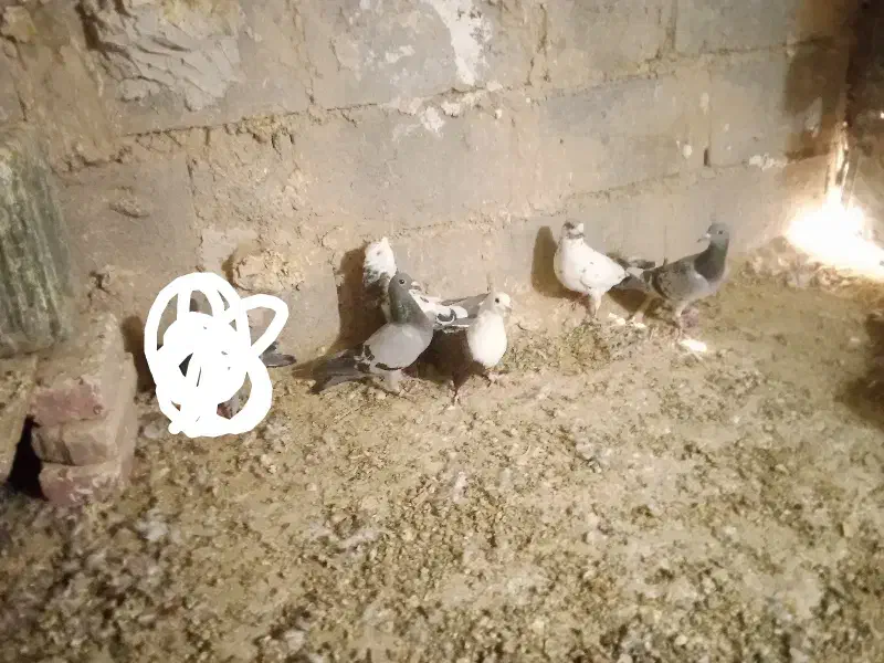 پنچ عدد کفتر|پرنده|هامون, |دیوار