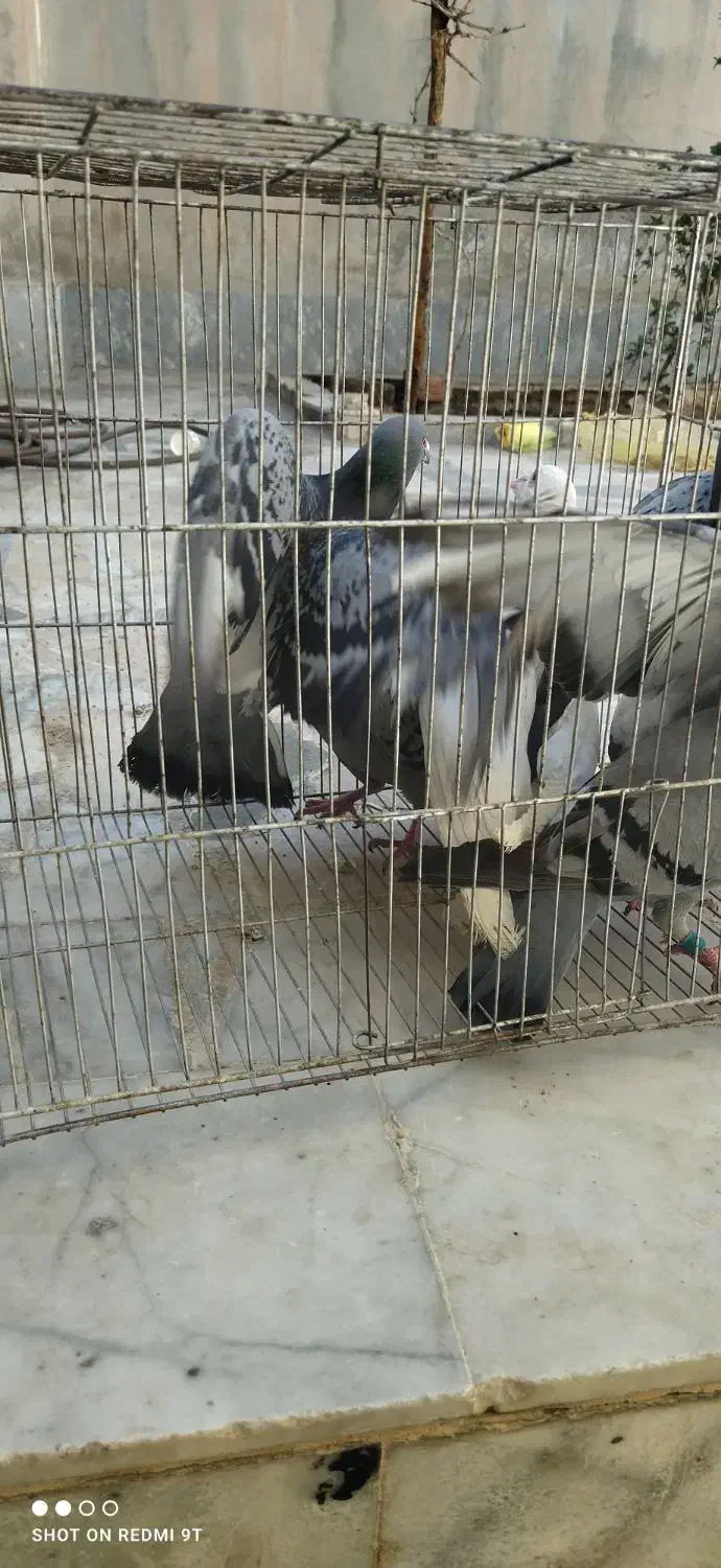 کفتر|پرنده|بیرجند, |دیوار