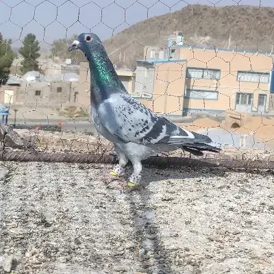 کبوتر|پرنده|مود, |دیوار