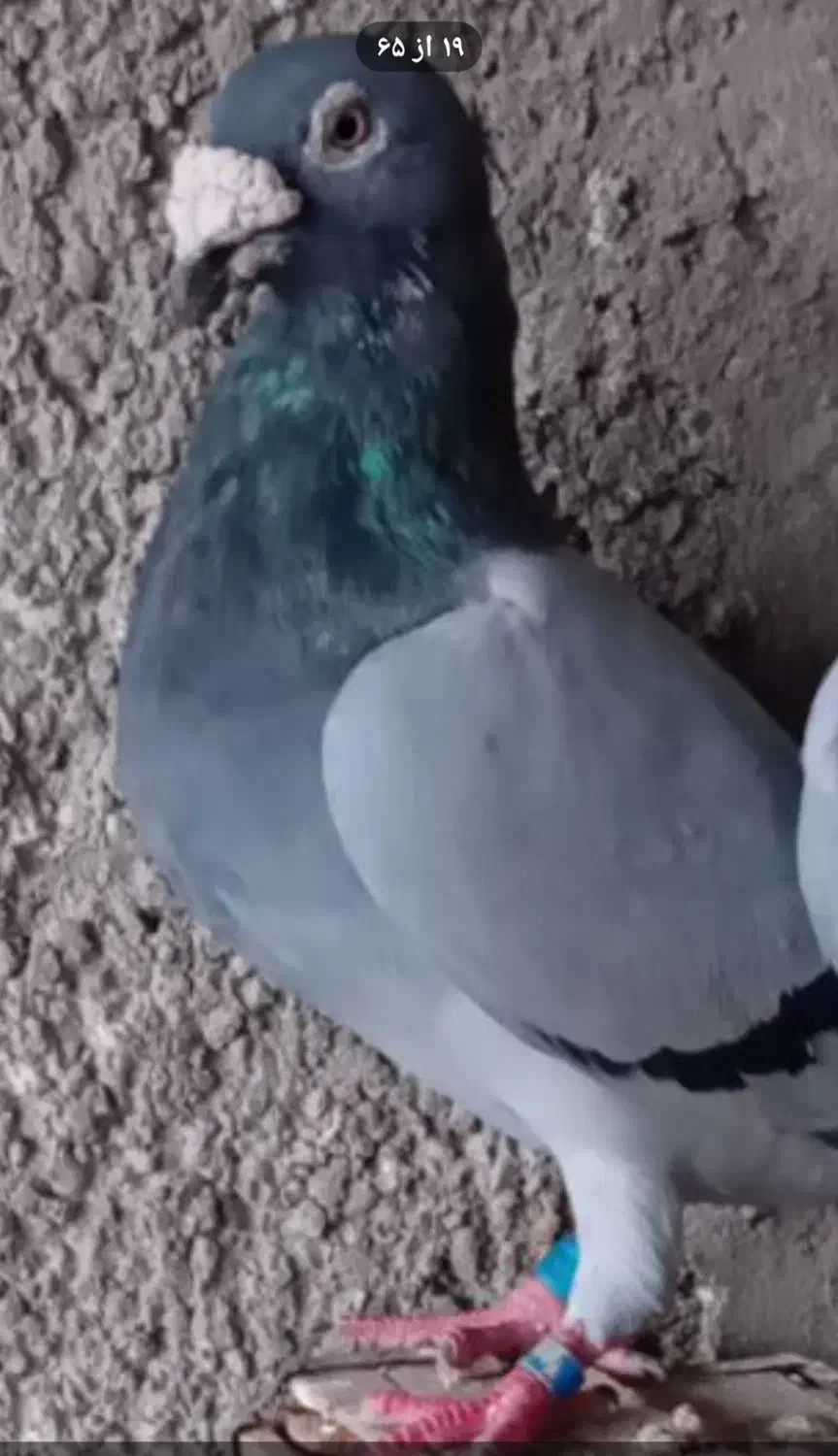 کبوتر گمشده|حیوانات|هامون, |دیوار