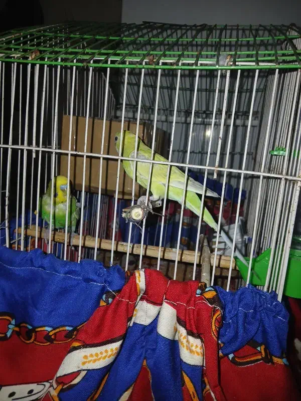 دوعدد مرغ عشق نر جوان مست|پرنده|اندیمشک, |دیوار