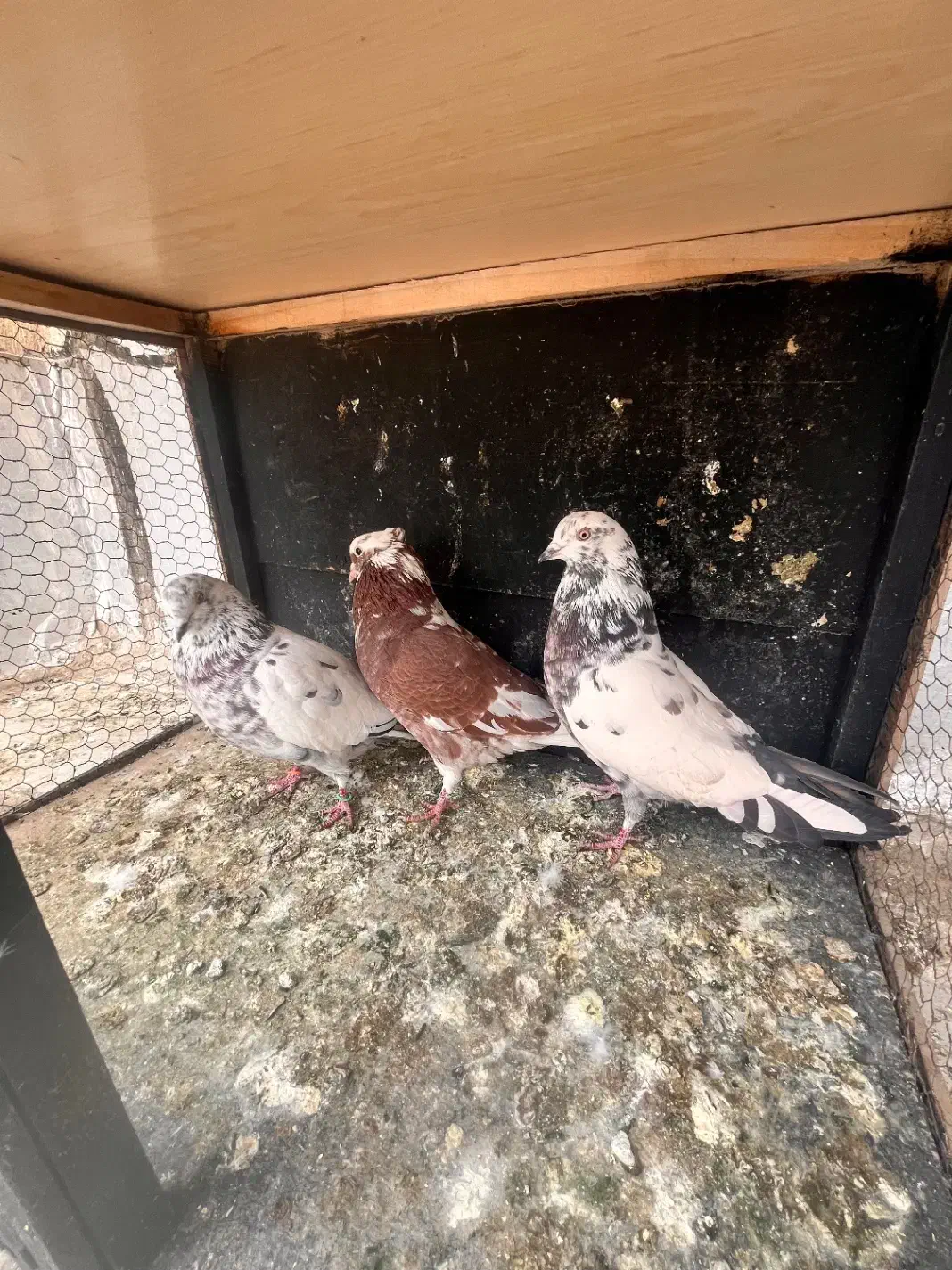 کفتر|پرنده|کرج, عظیمیه|دیوار