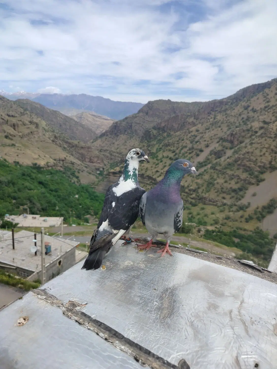 کبوتر|پرنده|پاوه, |دیوار