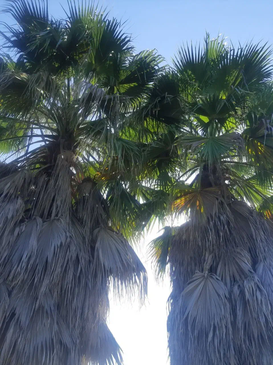 فروش پالم واشنگتنی ۱۲ ساله کم نظیر و با کیفیت|گل و گیاه طبیعی|نشتارود, |دیوار