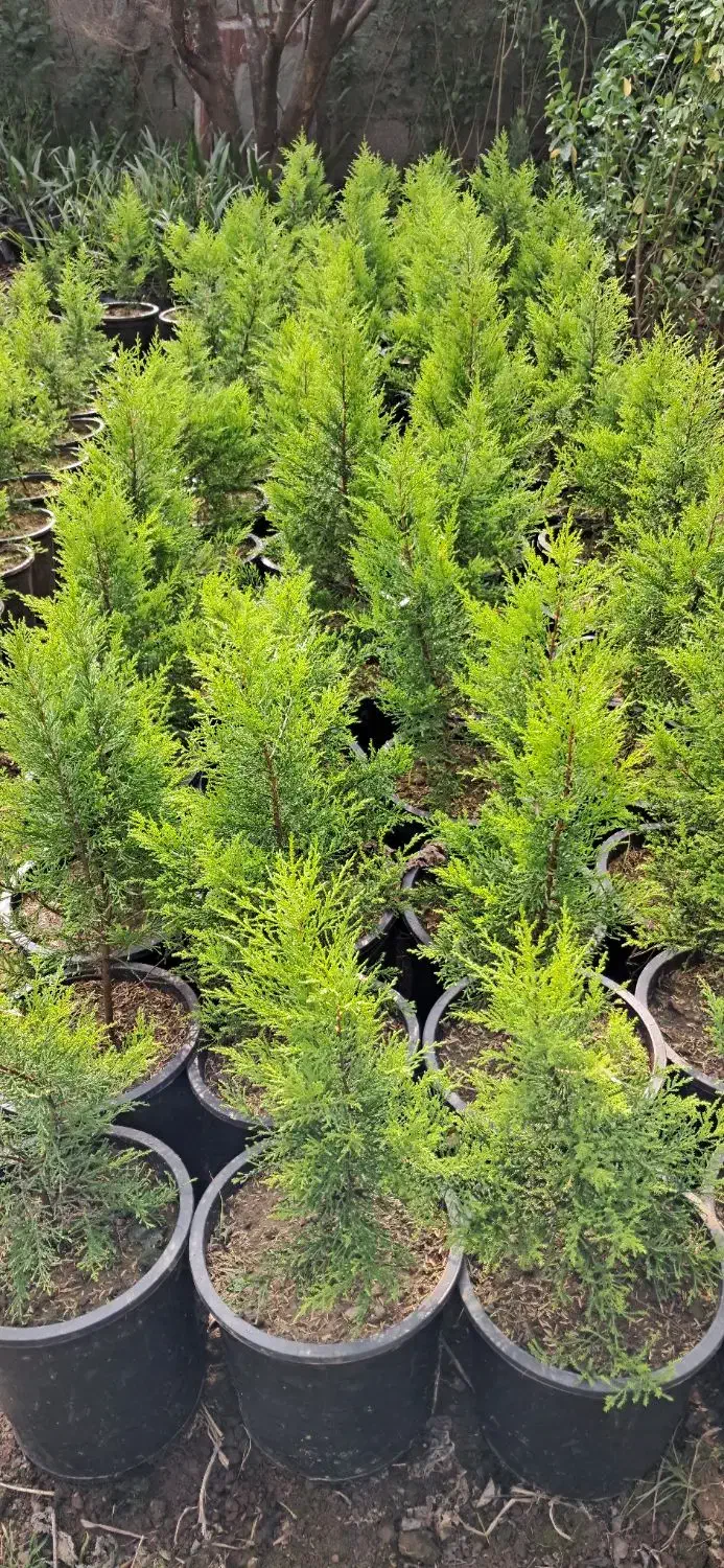 تولید گیاهان فضای سبز بیرونی در رشت|گل و گیاه طبیعی|رشت, حومه رشت|دیوار