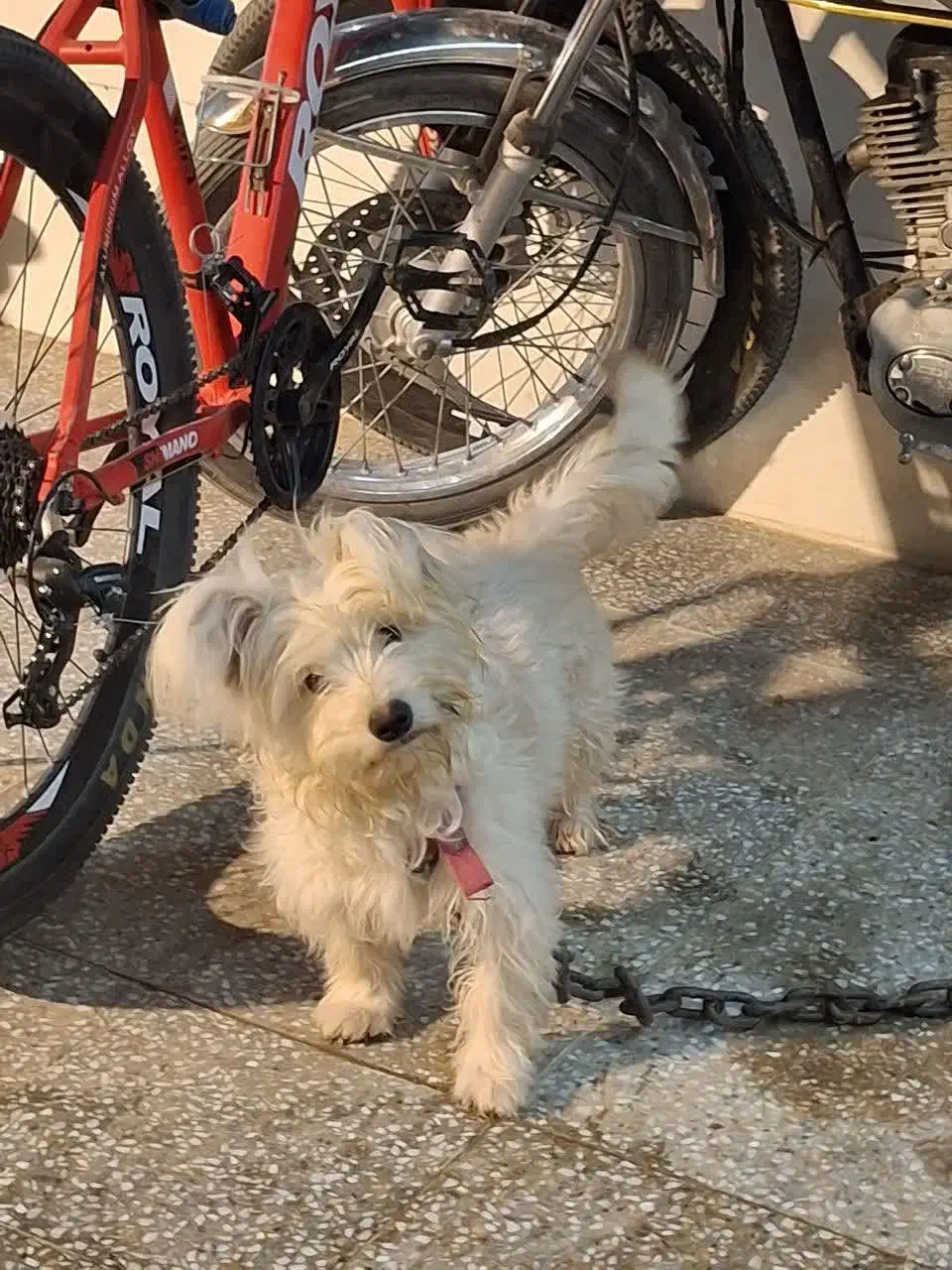 سگ شیتزو بازیگوش|سگ|بافق, |دیوار