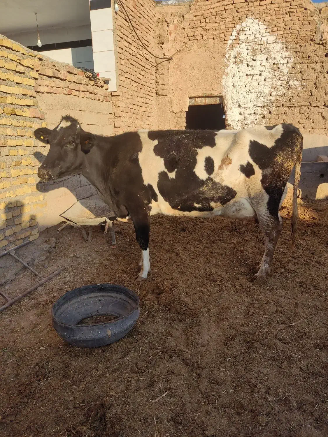 گاو شیری|حیوانات مزرعه|سده (خراسان جنوبی), |دیوار
