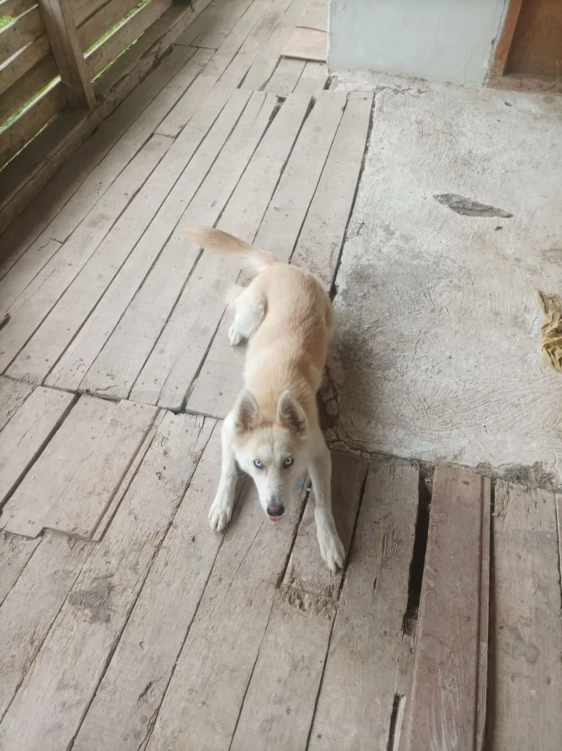 هاسکی خوشکل|سگ|لنگرود, |دیوار