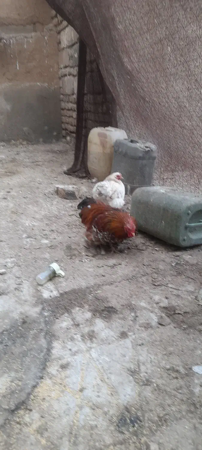 یک جفت مرغ و خروس کوشین|حیوانات مزرعه|تربت جام, امام|دیوار