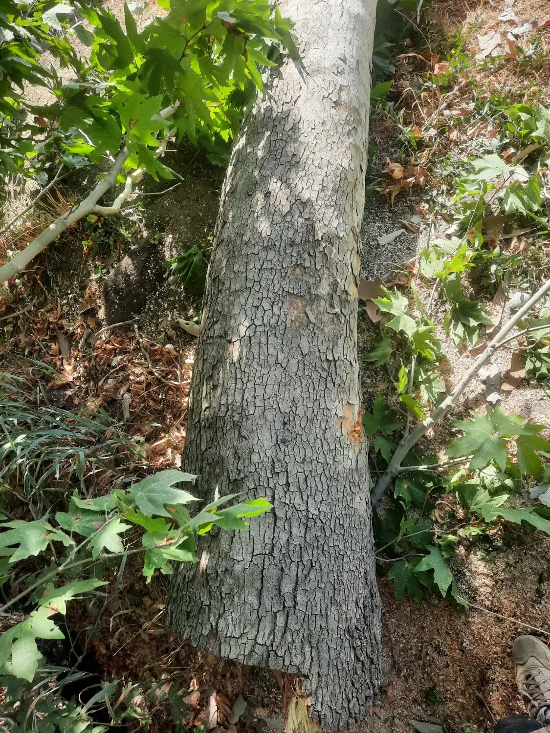 خریدار چوب درخت با بالاترین قیمت نقد نقد درمحل شما|خدمات باغبانی و درختکاری|سنقر, |دیوار