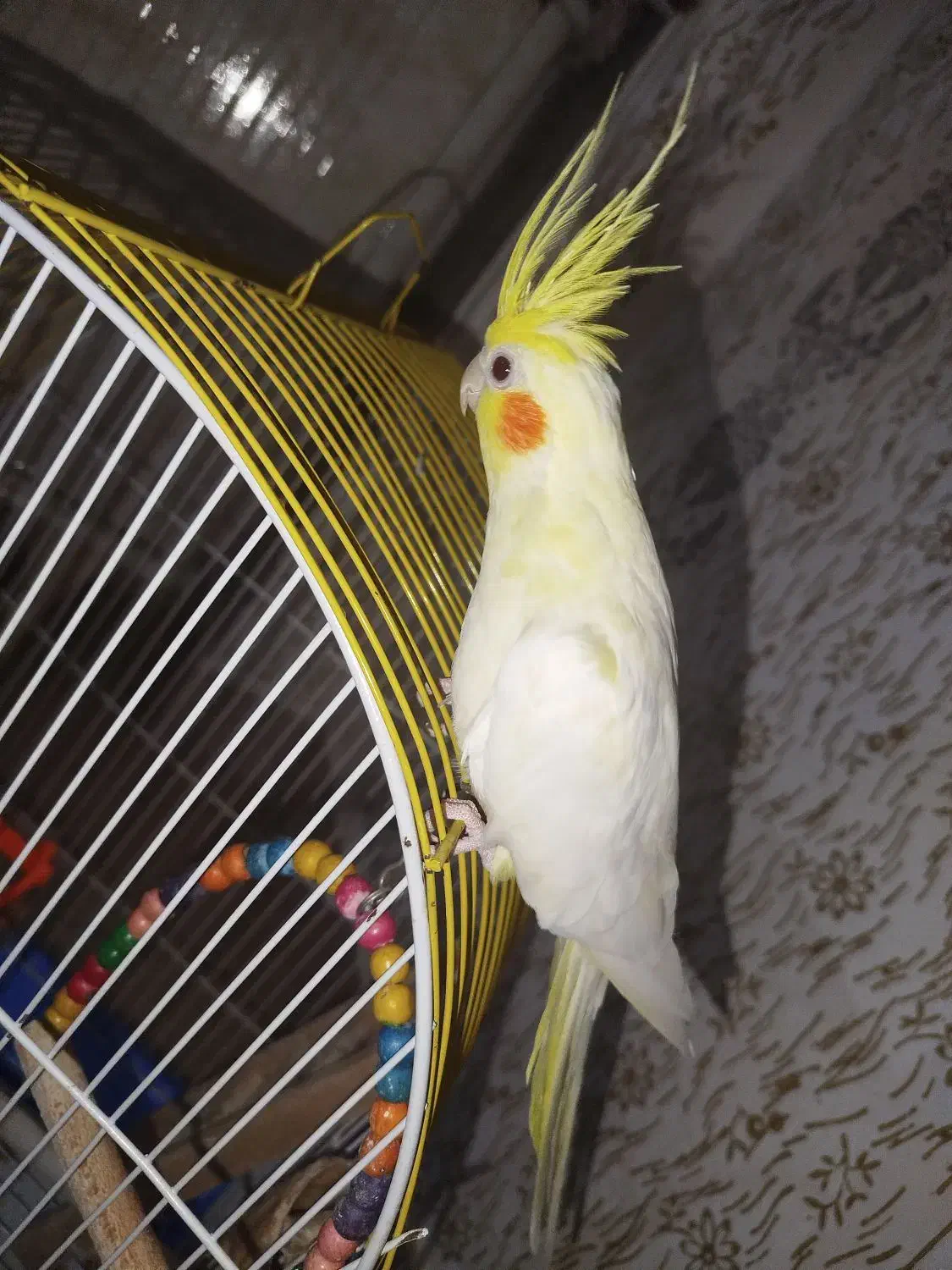 عروس هلندی|پرنده|رشت, حمیدیان|دیوار