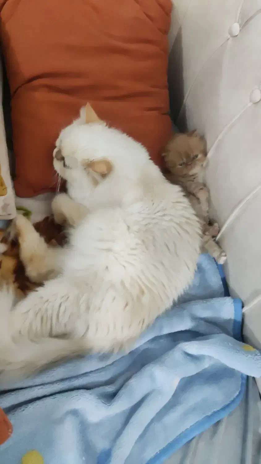 پرشین ماده سفید|گربه|رشت, کوی امام رضا|دیوار