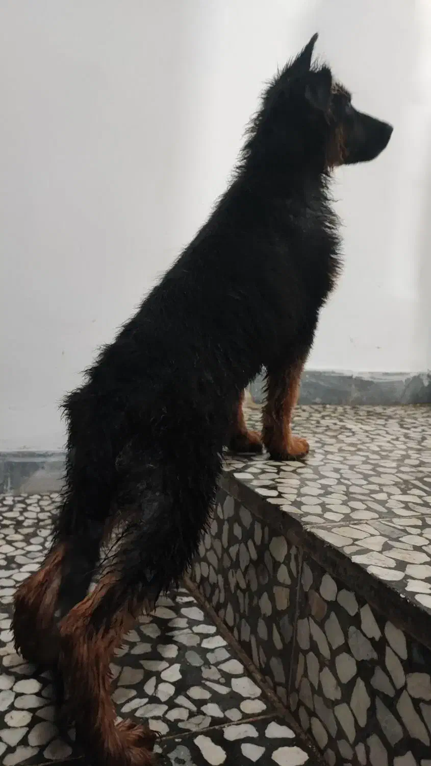 طوله ژرمن با اصالت فوری معاوضه هم دارم|سگ|لنگرود, |دیوار