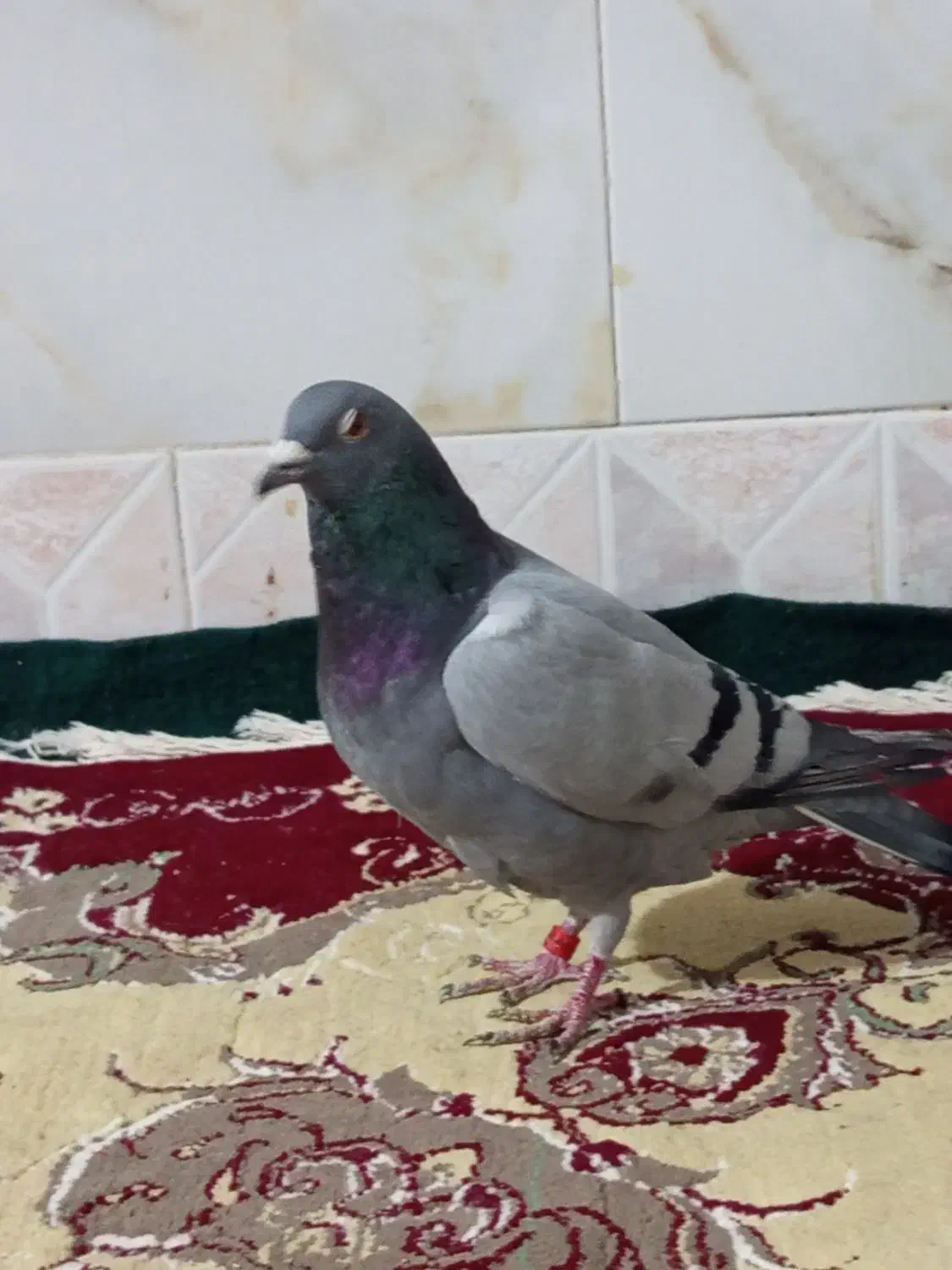 سبز پلاکی گرفتنی|پرنده|زابل, |دیوار