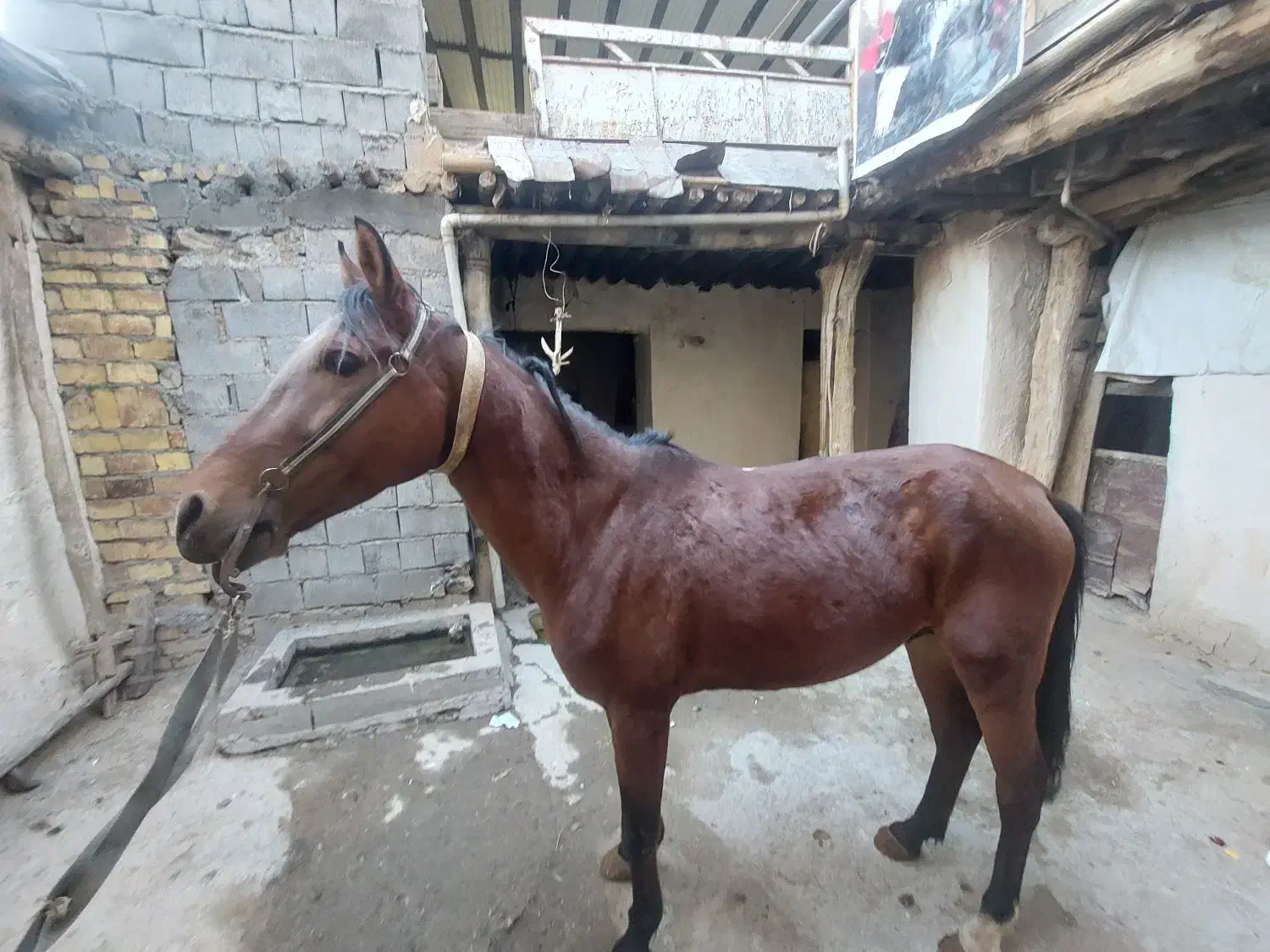 اسب کورد|اسب و تجهیزات اسبسواری|بیلوار, |دیوار