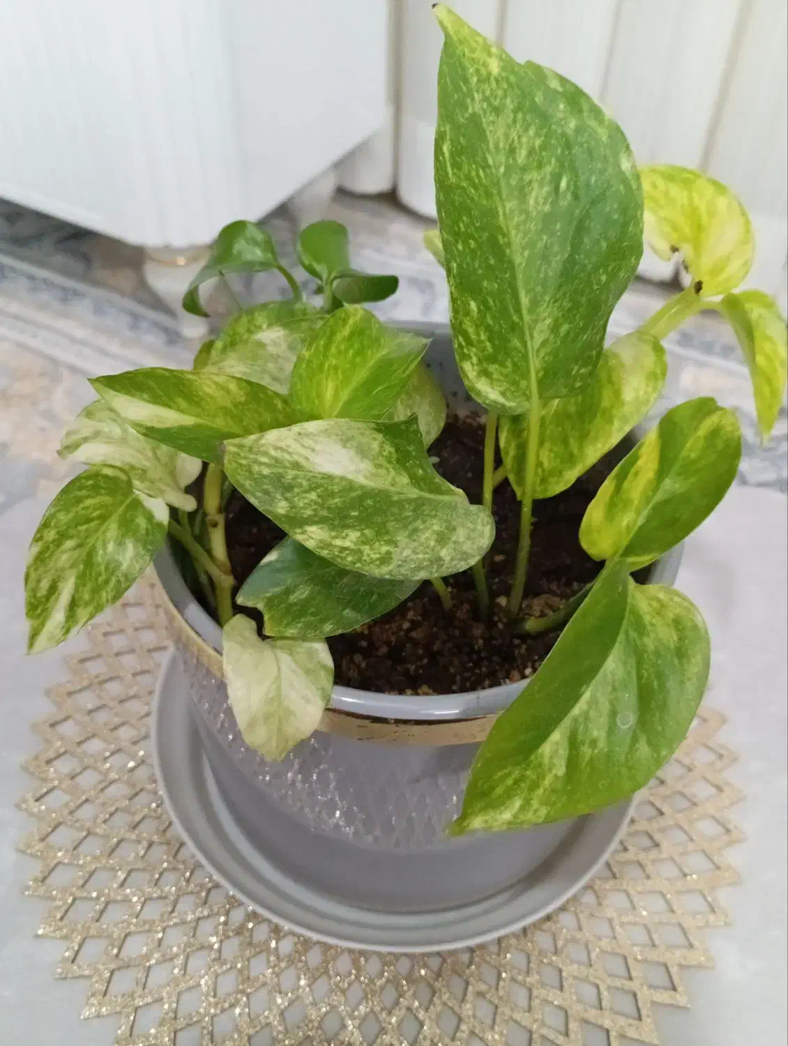 گل پتوس ابلق با گلدان سفالی|گل و گیاه طبیعی|تربت‌حیدریه, کلاته توکلی|دیوار