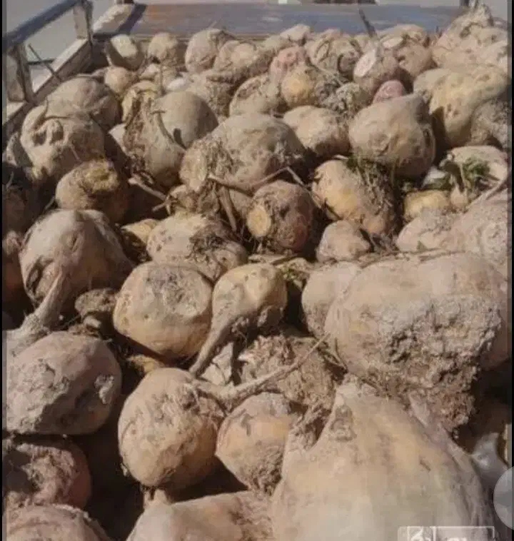 چغندر قند مخصوص دام درجه1|لوازم جانبی حیوانات|چناران, |دیوار