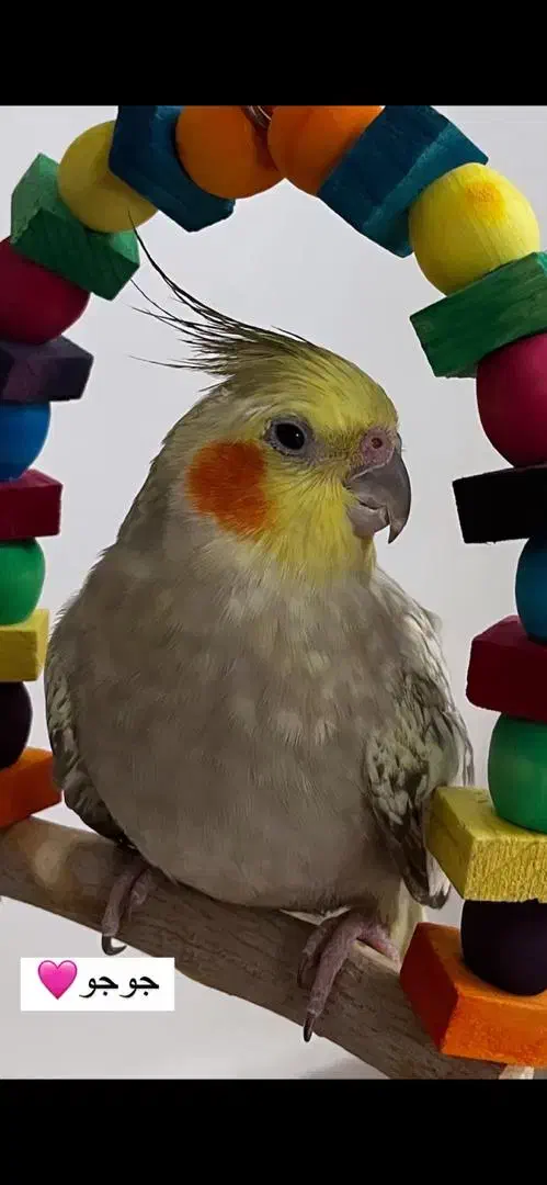 عروس هلندی خانگی سالم دستی|پرنده|رودهن, |دیوار