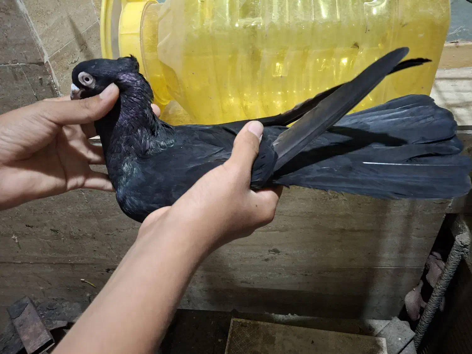 کبوتر|پرنده|خرمشهر, |دیوار