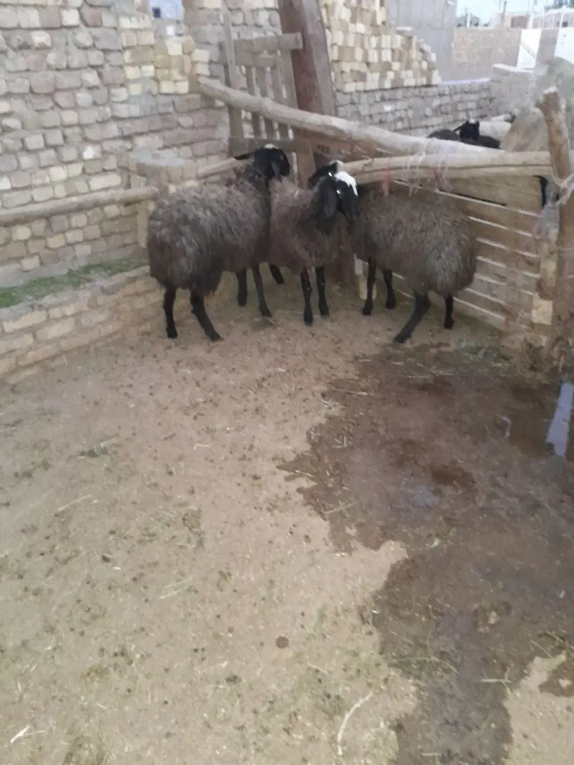 بره ماده|حیوانات مزرعه|دشتابی, |دیوار